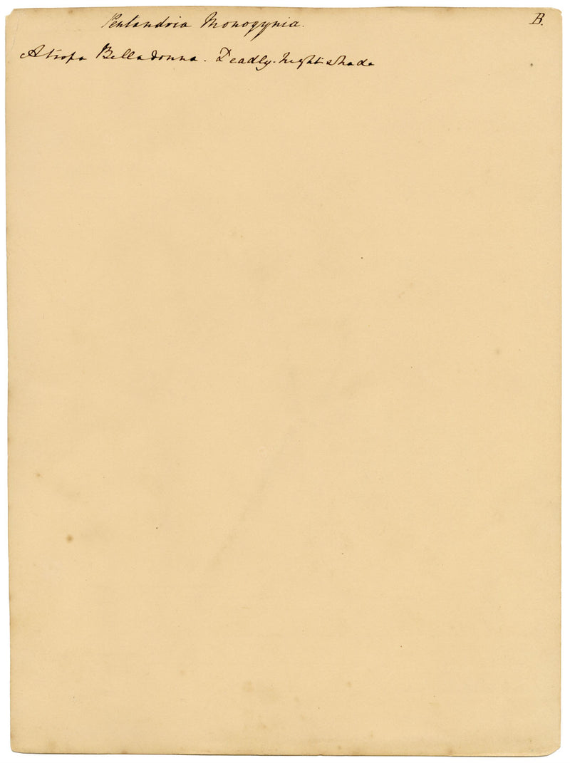 Atropa belladonna (flor de la belladona) – acuarela de c.1835