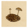 J.R.C., Pinecone Cap Fungus – Original 19th-century mycology drawing