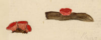 J.R.C., Scarlet Elf Cup Fungus – Original 19th-century mycology drawing