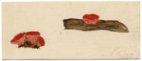 J.R.C., Scarlet Elf Cup Fungus – Original 19th-century mycology drawing