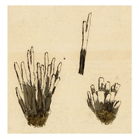 J.R.C., Candlesnuff Fungus – Original 19th-century mycology drawing