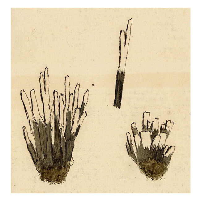 J.R.C., Candlesnuff Fungus – Original 19th-century mycology drawing