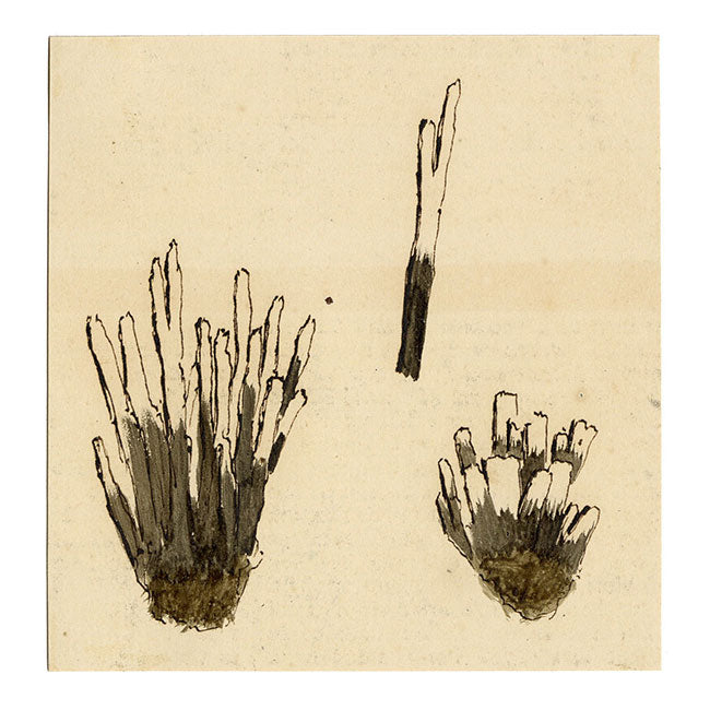 JRC, Candlesnuff Fungus – Disegno micologico originale del XIX secolo