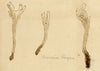J.R.C., Wrinkled Coral Fungus – Original 19th-century mycology drawing