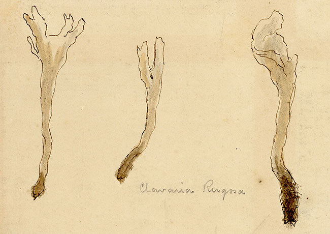 J.R.C., Wrinkled Coral Fungus – Original 19th-century mycology drawing