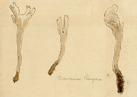 J.R.C., Wrinkled Coral Fungus – Original 19th-century mycology drawing