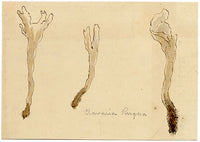 JRC, Hongo coral arrugado – Dibujo micológico original del siglo XIX