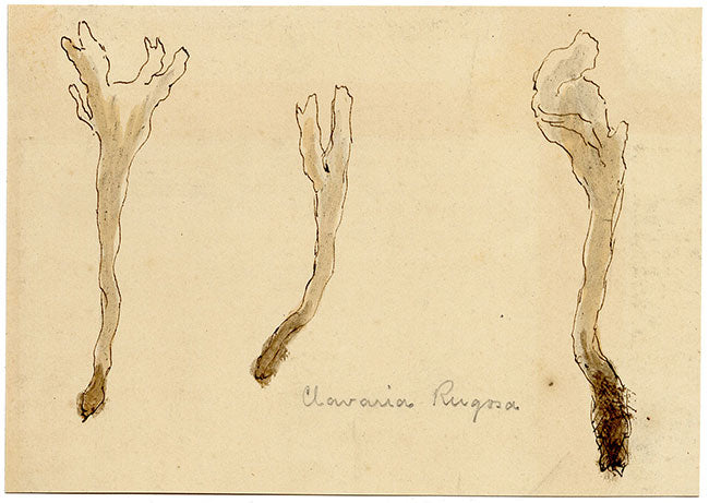JRC, Hongo coral arrugado – Dibujo micológico original del siglo XIX