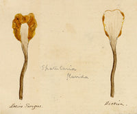 J.R.C., Yellow Fan Fungus – Original 19th-century mycology drawing