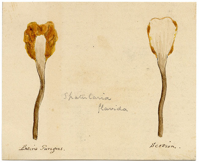 JRC, Fungo a ventaglio giallo – Disegno micologico originale del XIX secolo