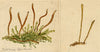 J.R.C., Fairy Fingers Fungus – Original 19th-century mycology drawing