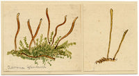 J.R.C., Fairy Fingers Fungus – Original 19th-century mycology drawing