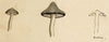 J.R.C., Grey Knight Fungus – Original 19th-century mycology drawing