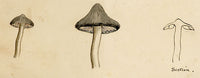 J.R.C., Grey Knight Fungus – Original 19th-century mycology drawing