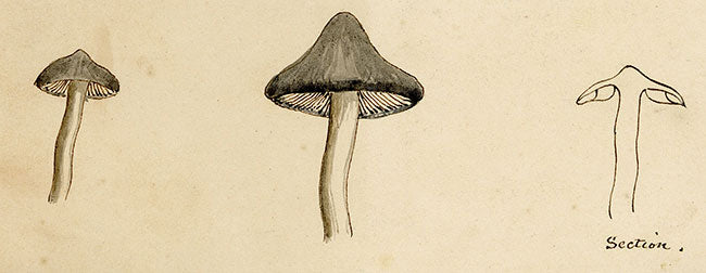 J.R.C., Grey Knight Fungus – Original 19th-century mycology drawing