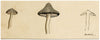 J.R.C., Grey Knight Fungus – Original 19th-century mycology drawing