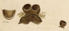 J.R.C., Common Dung Cup Fungus – Original 19th-century mycology drawing