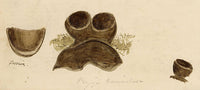 J.R.C., Common Dung Cup Fungus – Original 19th-century mycology drawing