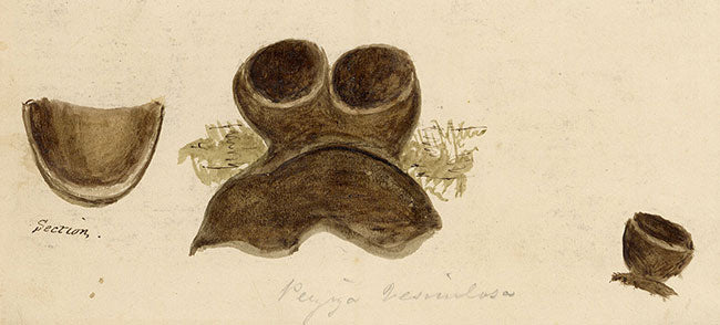 J.R.C., Common Dung Cup Fungus – Original 19th-century mycology drawing