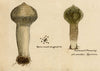 J.R.C., Pestle Puffball Fungus – Original 19th-century mycology drawing