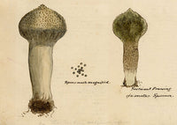 J.R.C., Pestle Puffball Fungus – Original 19th-century mycology drawing