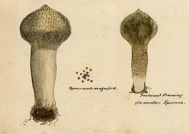 J.R.C., Pestle Puffball Fungus – Original 19th-century mycology drawing