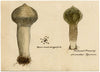 J.R.C., Pestle Puffball Fungus – Original 19th-century mycology drawing