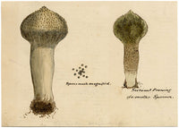 J.R.C., Pestle Puffball Fungus – Original 19th-century mycology drawing