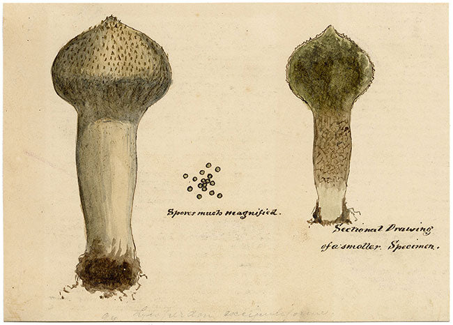 J.R.C., Pestle Puffball Fungus – Original 19th-century mycology drawing