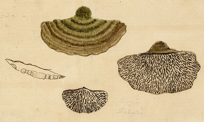 J.R.C., Blushing Bracket – Original 19th-century mycology drawing