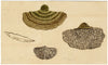 J.R.C., Blushing Bracket – Original 19th-century mycology drawing