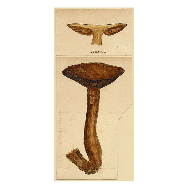 J.R.C., Fenugreek Milkcap Fungus – Original 19th-century mycology drawing