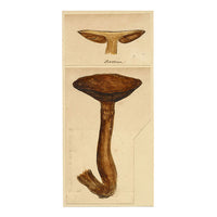 J.R.C., Fenugreek Milkcap Fungus – Original 19th-century mycology drawing