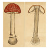 J.R.C., The Sickener Fungus – Original 19th-century mycology drawing