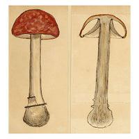 J.R.C., The Sickener Fungus – Original 19th-century mycology drawing