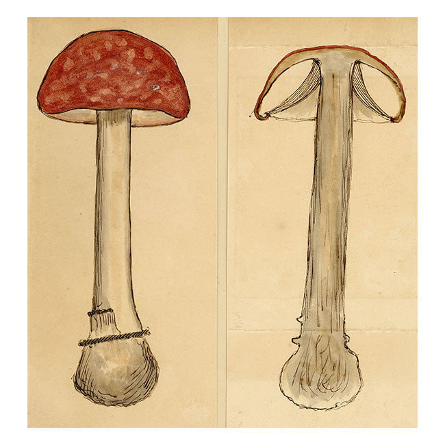 J.R.C., The Sickener Fungus – Original 19th-century mycology drawing