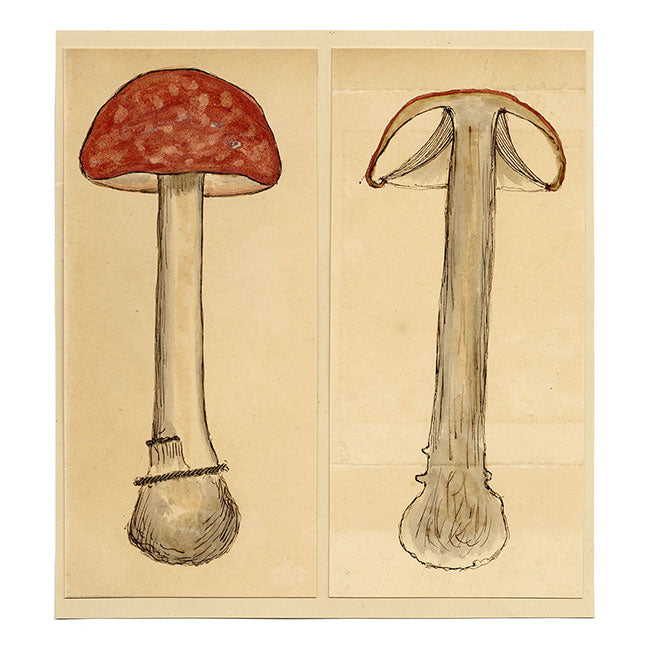 JRC, The Sickener Fungus – Disegno micologico originale del XIX secolo