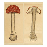 JRC, El hongo Sickener – Dibujo micológico original del siglo XIX