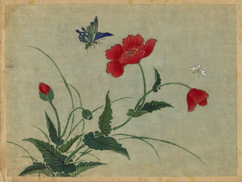 Japanese Poppy Flowers & Butterflies – Meiji period late C19th painting on silk