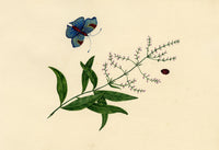 Butterfly, Ladybird & Flower – Original 1828 watercolour painting