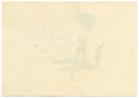 Butterfly, Ladybird & Flower – Original 1828 watercolour painting