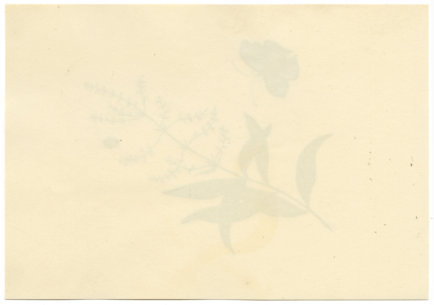 Butterfly, Ladybird & Flower – Original 1828 watercolour painting