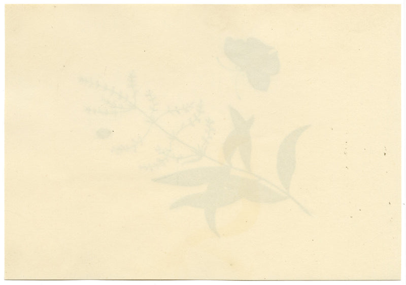 Butterfly, Ladybird & Flower – Original 1828 watercolour painting