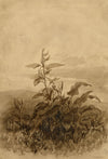 Henry Hemming, Dock Leaf Plant Study – Original 1840s watercolour painting