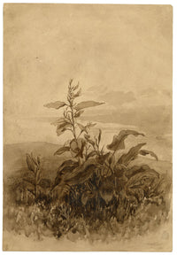 Henry Hemming, Dock Leaf Plant Study – Original 1840s watercolour painting