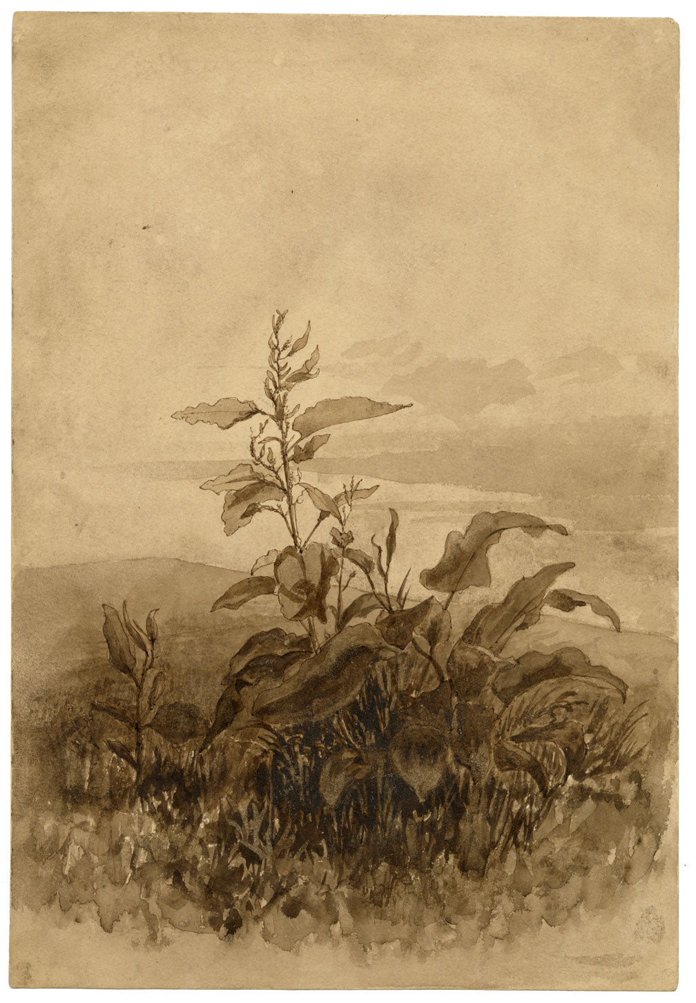 Henry Hemming, Dock Leaf Plant Study – Original 1840s watercolour painting