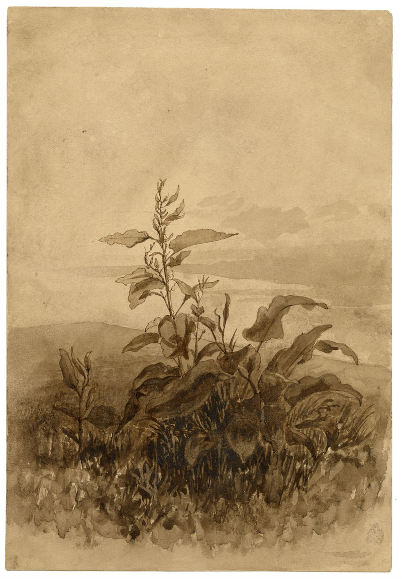 Henry Hemming, Dock Leaf Plant Study – Original 1840s watercolour painting
