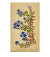 Common Gromwell Flower, Biarritz, France – Original 1883 watercolour painting