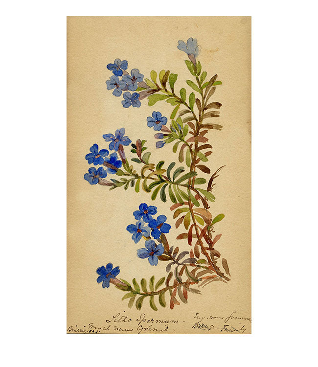 Common Gromwell Flower, Biarritz, France – Original 1883 watercolour painting