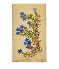 Common Gromwell Flower, Biarritz, France – Original 1883 watercolour painting